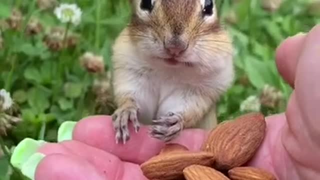 Cute, funny Pet Animal