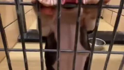 Happy puppy gets adopted