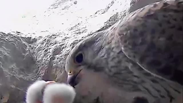 Kestrel chicks 18 hours old