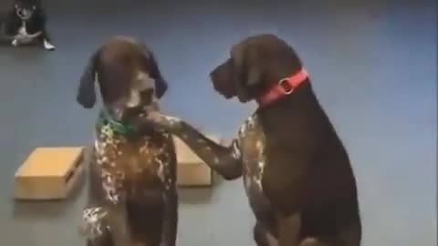Cute Dogs