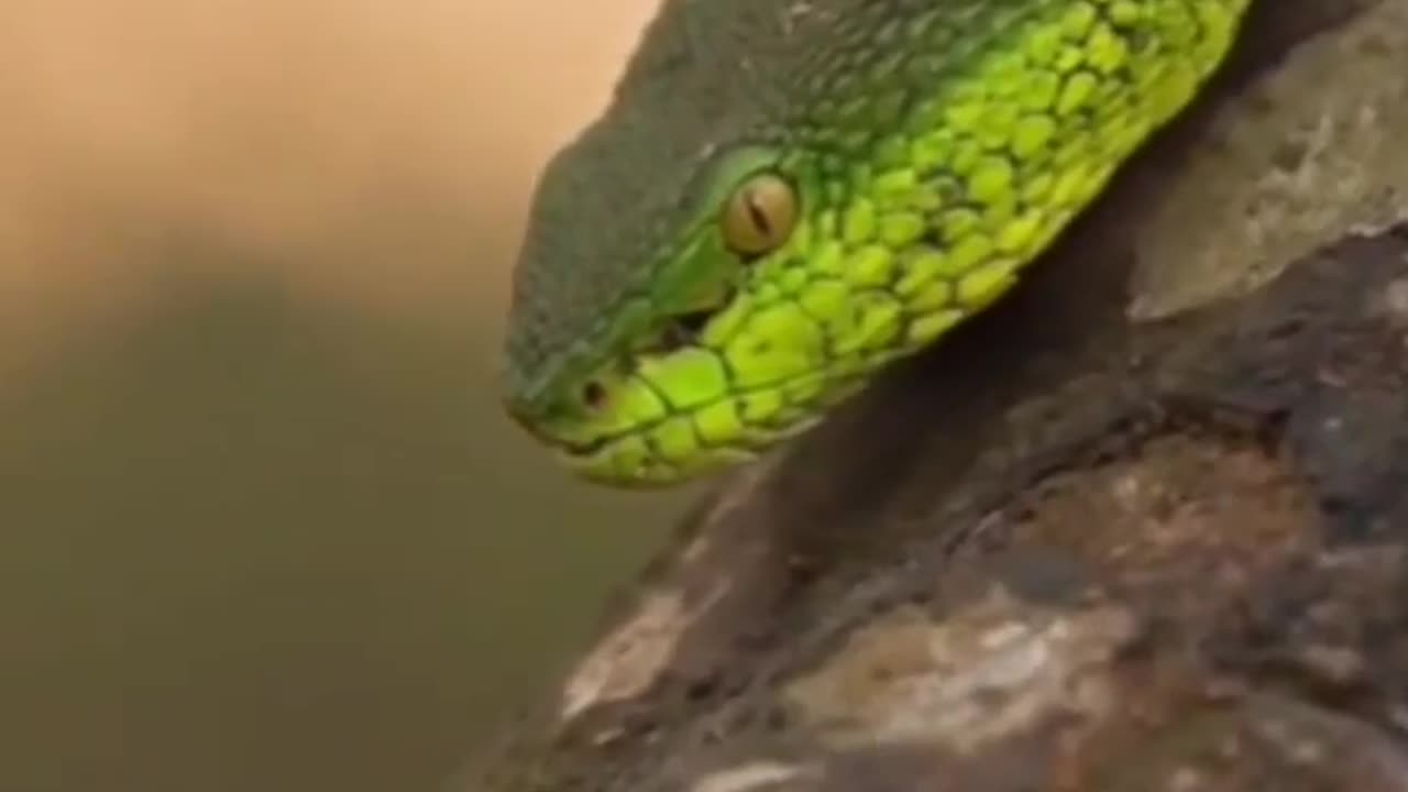 Wildlife in Closer View with natural perspective.