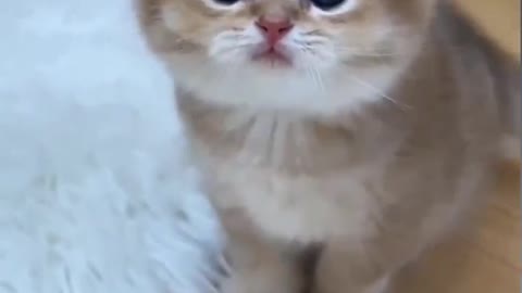 Cute cat HD video 😍