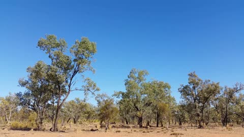New Research Rewrites the Story of Termites: They Aren’t Just Pests