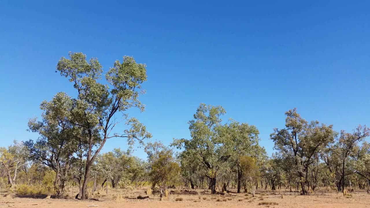 New Research Rewrites the Story of Termites: They Aren’t Just Pests