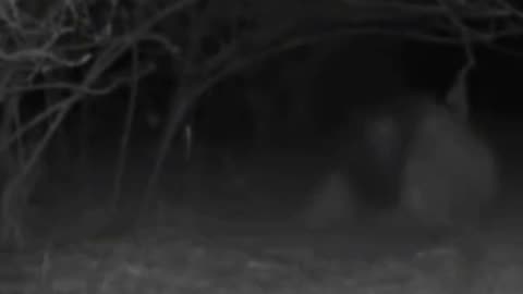 Most disturbing trail cam footage of all time