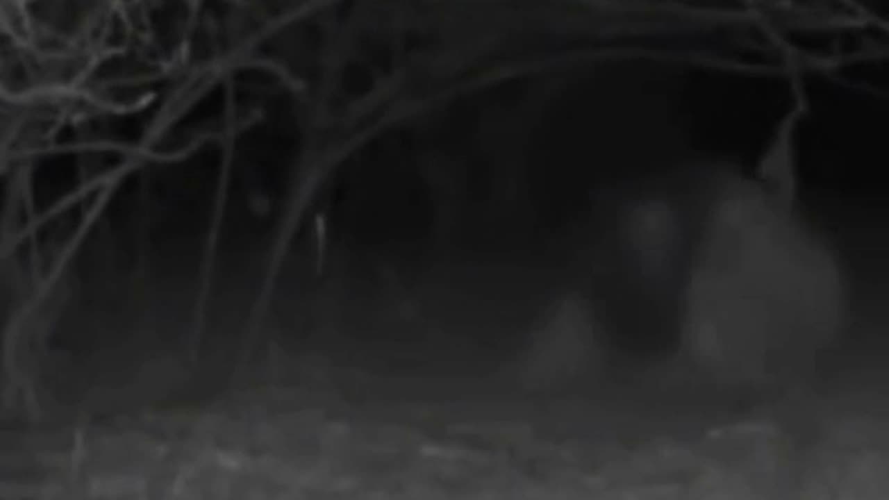 Most disturbing trail cam footage of all time