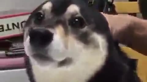 This guy doesn't look like a seal if he doesn't have ears.