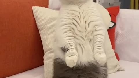 Cute kitty moves