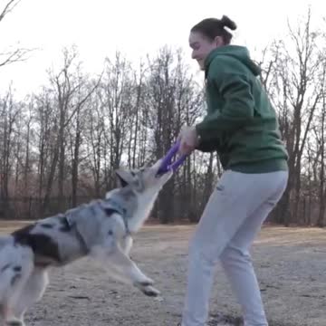 😍Cute Dog Playing With Girl