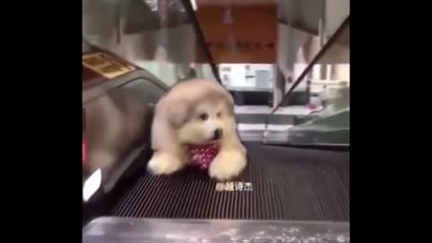 Funny Doggy ! Try not lough
