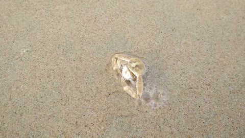 SEX ON THE BEACH! Nai Harn, Phuket, Thailand. Animal Planet - crabs likes sex too!