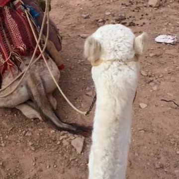 Adorable Group Of Camels In Desert