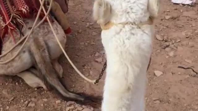 Adorable Group Of Camels In Desert