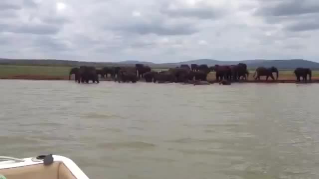 Herd of elephants playing in the water, beautiful images