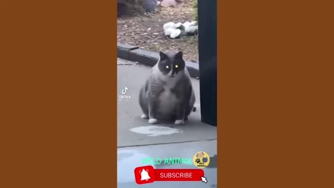 Funny animal videos 🤣😹