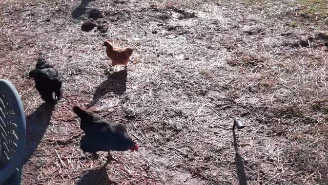 CHICKENS, CHICKENS & MORE CHICKENS