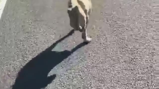 Beautiful dog with two mouths