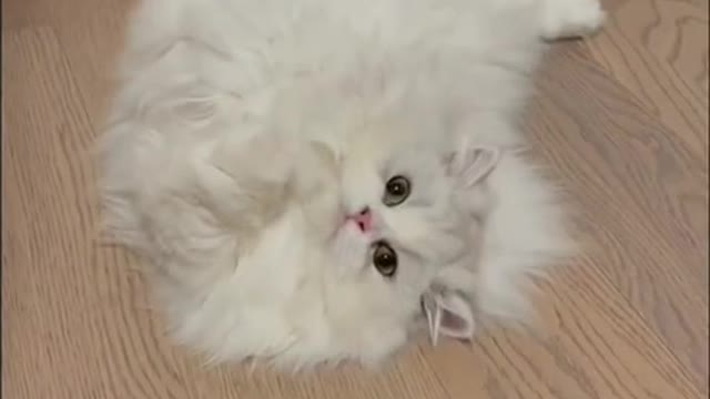 Cute and Funny Cat Video (Cat, Dog and friend’s videos)