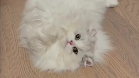 Cute and Funny Cat Video (Cat, Dog and friend’s videos)