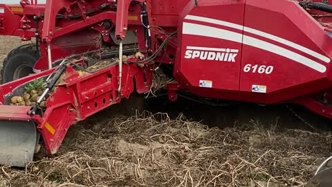 Potato harvest