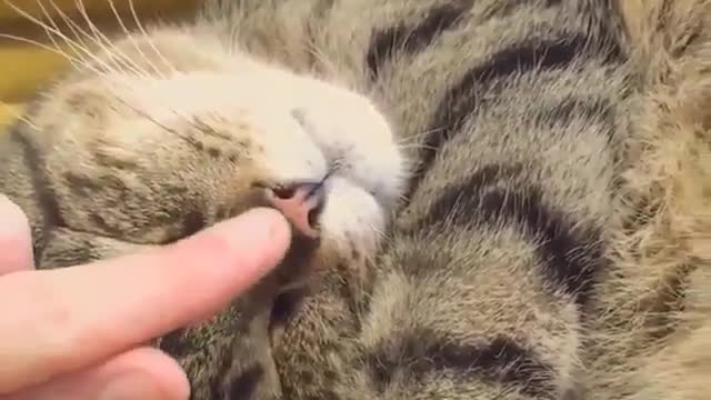 I believe that every cat has magic