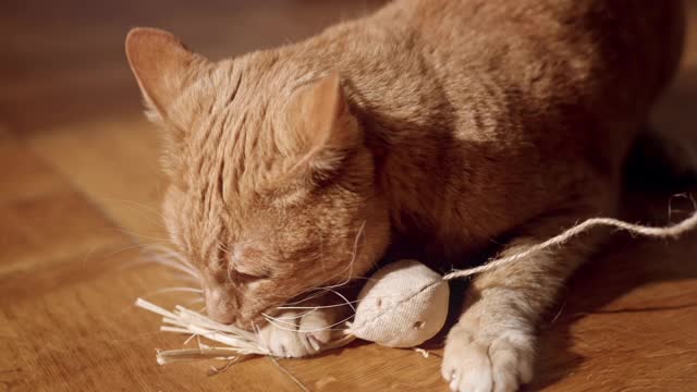 Cat play