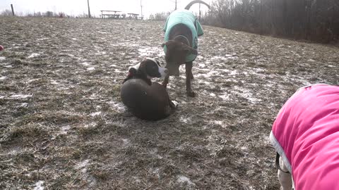 JEFFREY OFF LEASH DOG PARK WHITBY ONTARIO CANADA