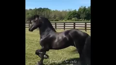 A Funny Compilation of Horses.