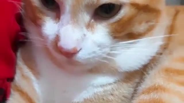 Gato fofinho pet