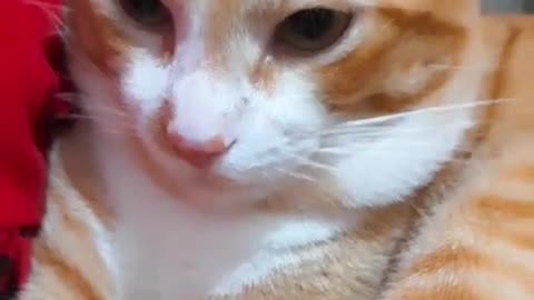 Gato fofinho pet