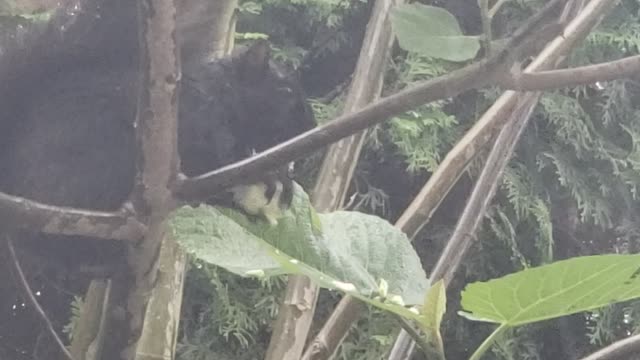 Squirrel Eating Figs