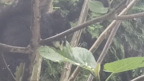 Squirrel Eating Figs