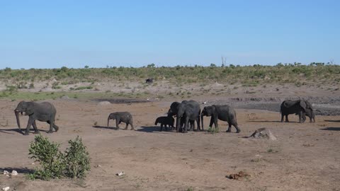 Herd of African Bush elephants walking away