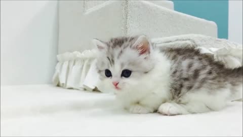 Cute kitten videos short leg white cat