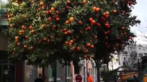 Picking fruits