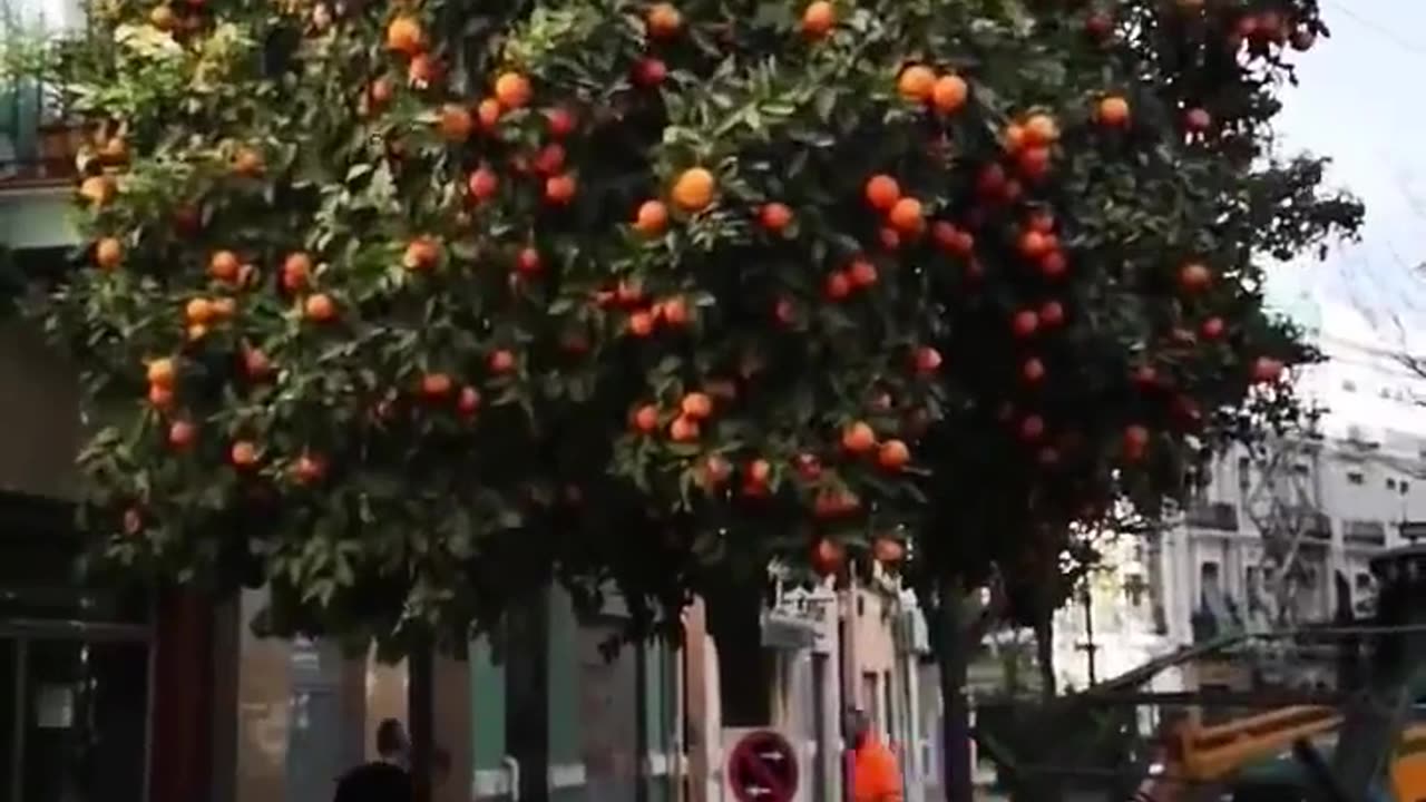 Picking fruits