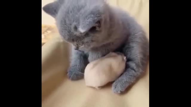 Funny and Too Cute Animal Compilation #1