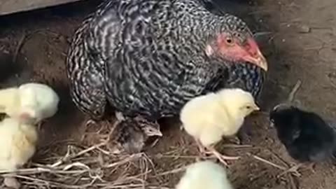 Cute chicken baby