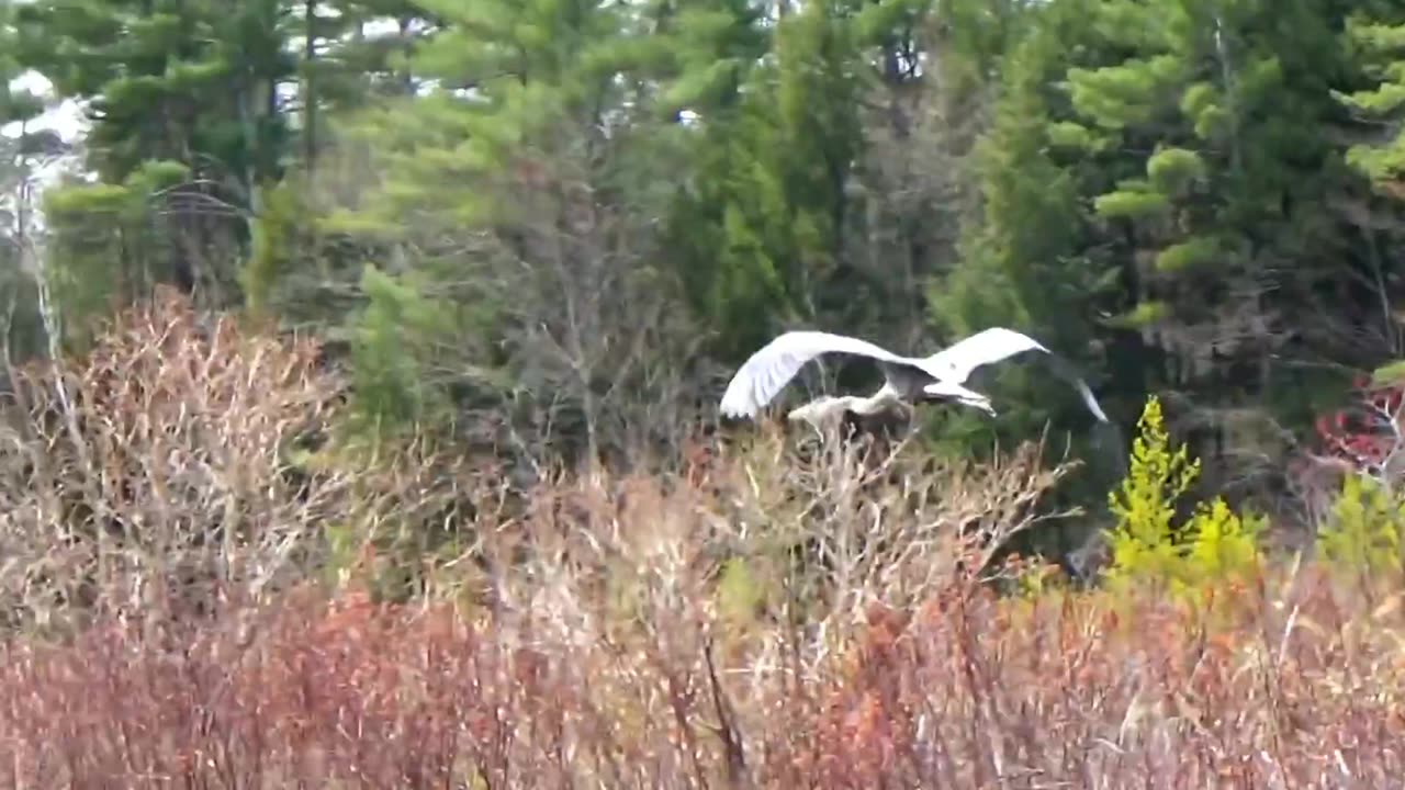 Great Blue Heron