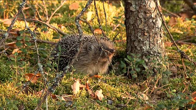 Autumn in the forest. Beautiful nature, animals and birds