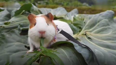 Guinea pigs foraging for the first time