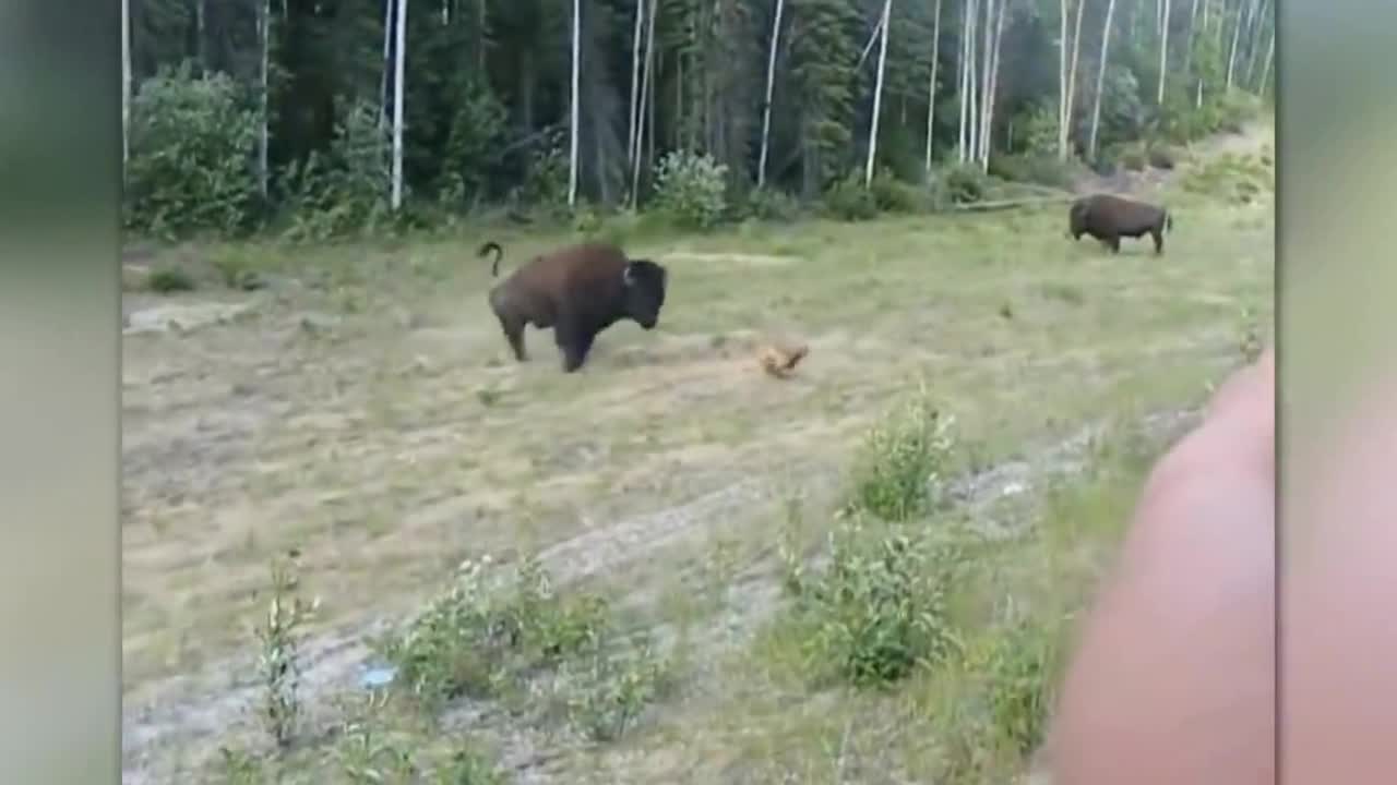 bull dog thinks wild bison is a easy cow to handle