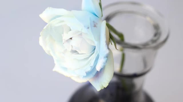 Create Blue Roses