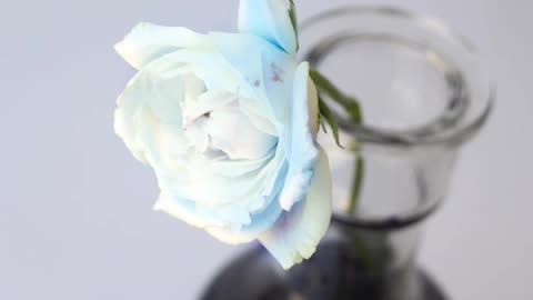 Create Blue Roses