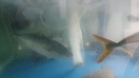 yellow tail in aquarium