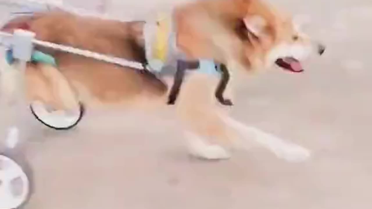 Wheelchair for a paralyzed dog, look at the smile ❤️