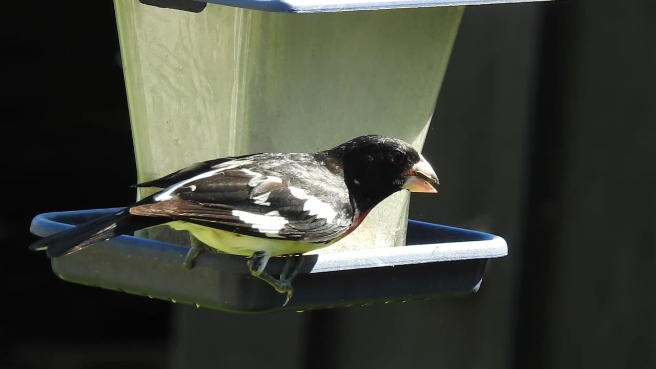 Rose Breasted Grosbeak