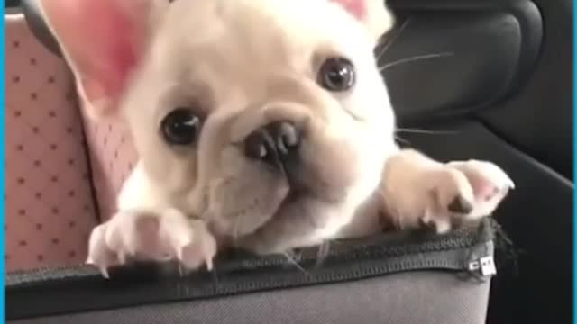 Cute baby Husky crying for the first time πΆπΆπππππ
