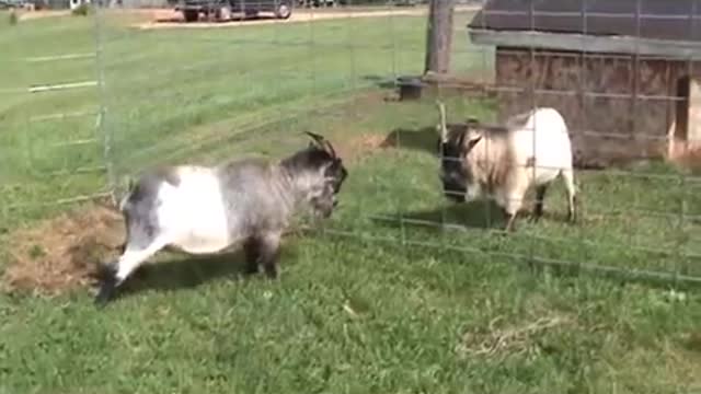 Billy Goats Sparring Through Fence While Puppy Watches