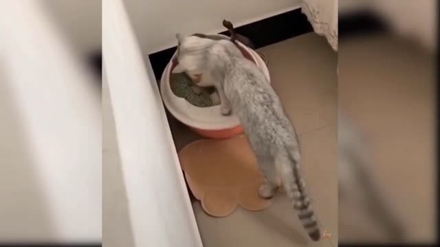 Beautiful cats funny video on the screen